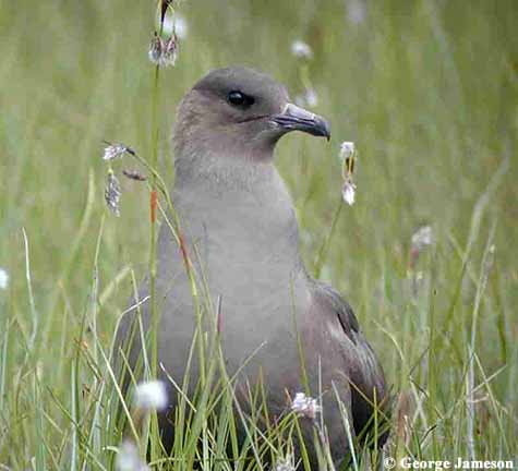 Parasitic Jaeger - Stercorarius parasiticus