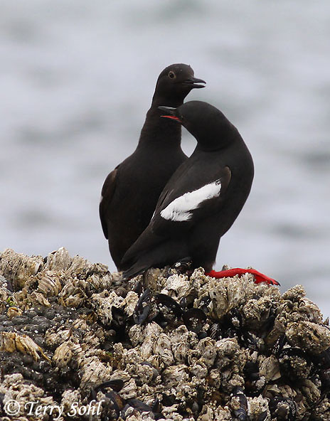 Pigeon Guillemot - Cepphus columba