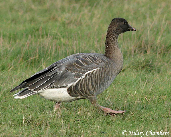 Pink-footed Goose - Anser brachyrhynchus