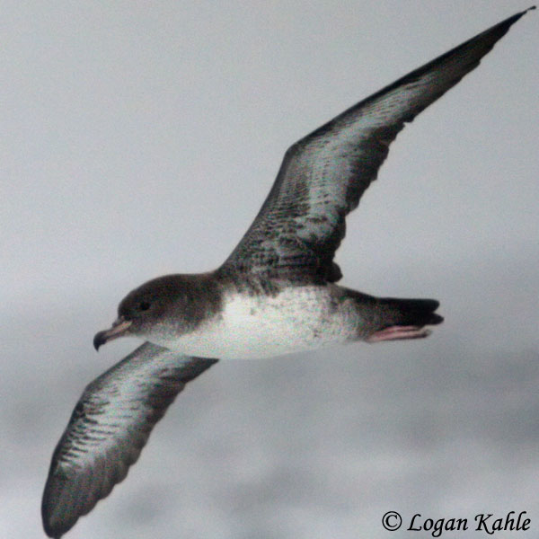 Pink-footed Shearwater - Ardenna creatopus