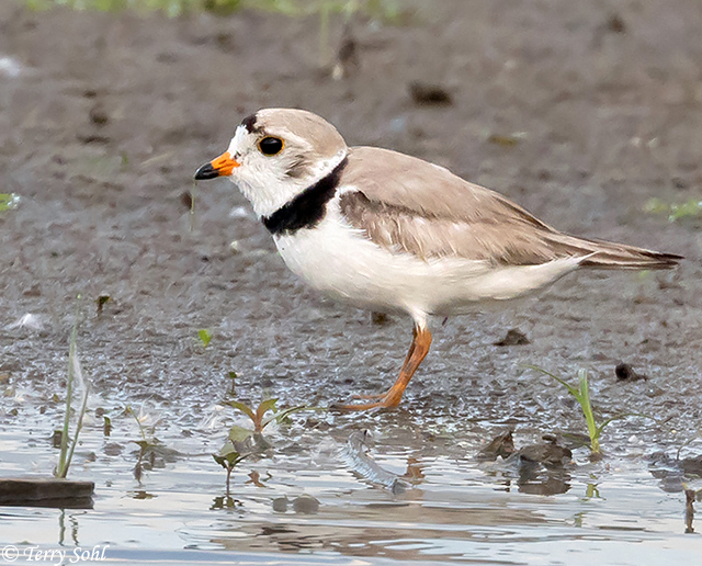 Piping Plover - Charadrius melodus