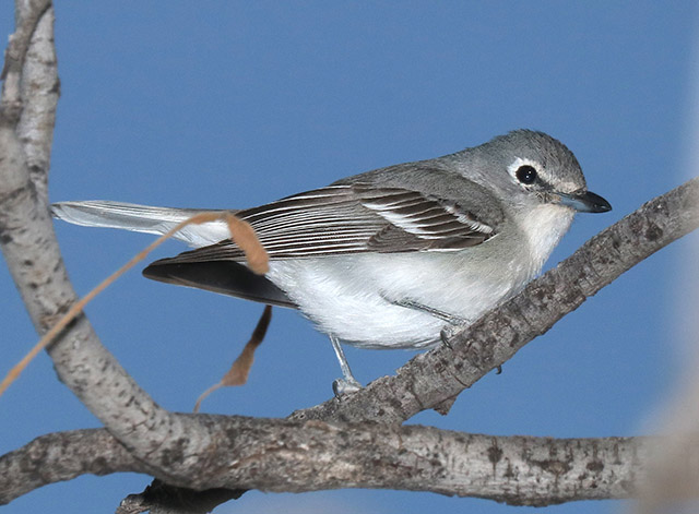 Plumbeous Vireo - Vireo plumbeus