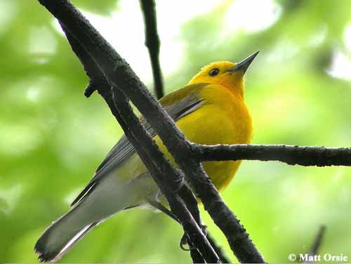 Warbler Bird