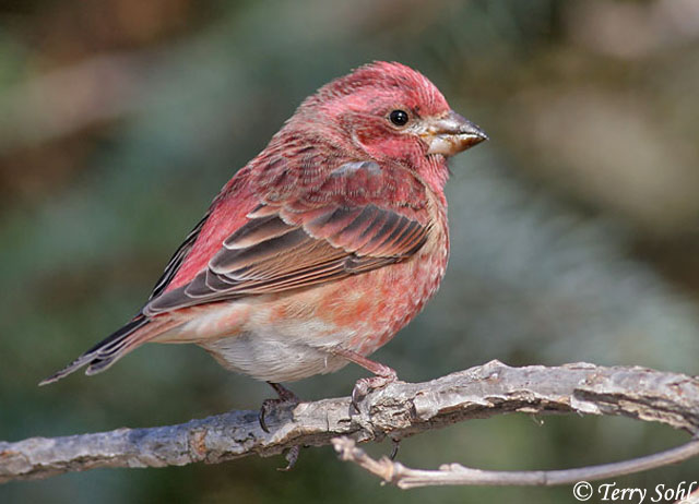 Purple Finch Winter