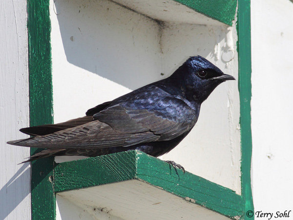 Purple Martin - Progne subis