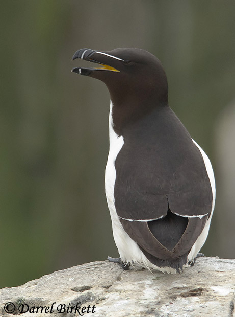 Razorbill - Alca torda