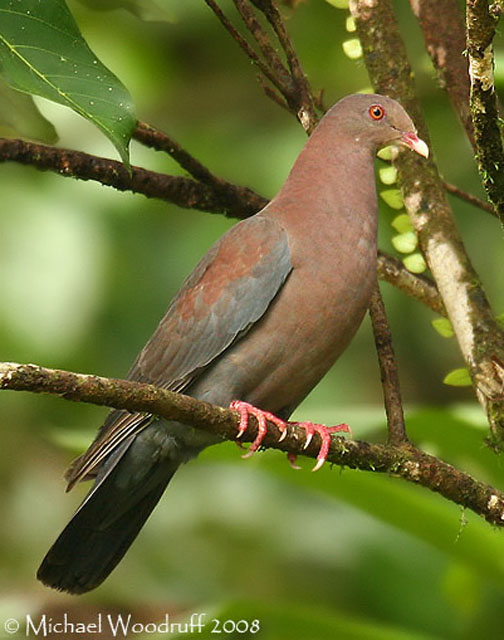 Red-billed Pigeon - Patagioenas flavirostris