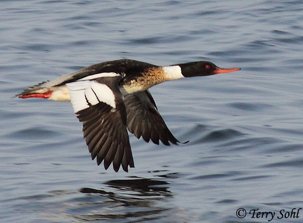 Red-breasted Merganser - Mergus serrator