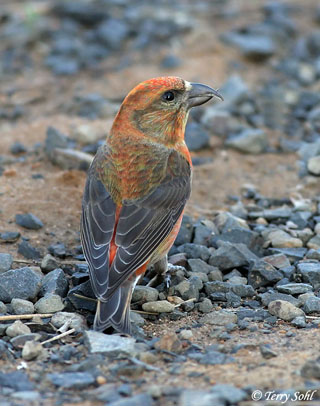 Red Crossbill