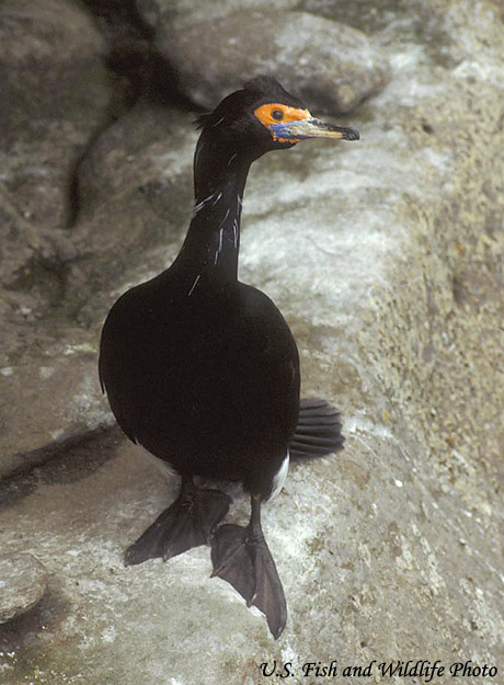 Red-faced Cormorant - Phalacrocorax urile