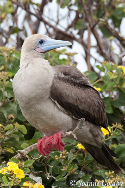 Red-footed Booby - Sula sula