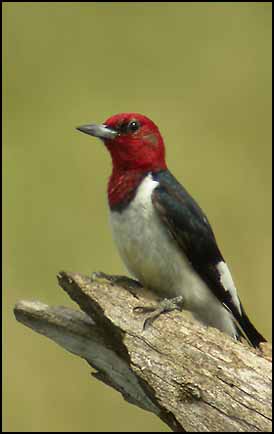 Red-headed Woodpecker - Melanerpes erythrocephalus