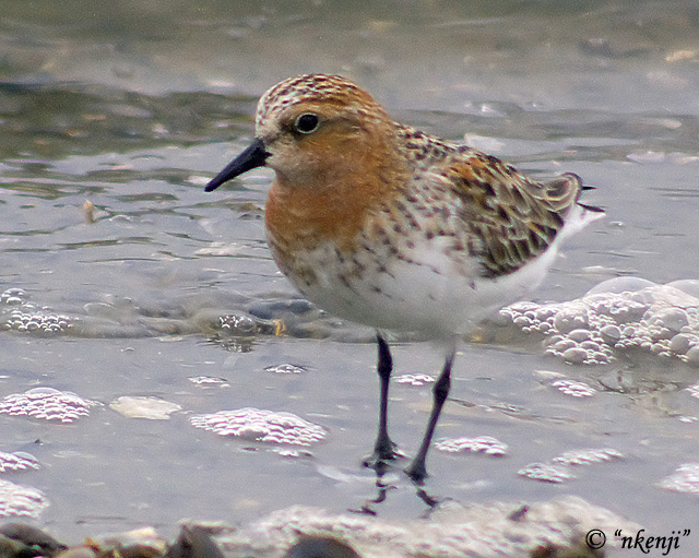 Red-necked Stint - Calidris ruficollis