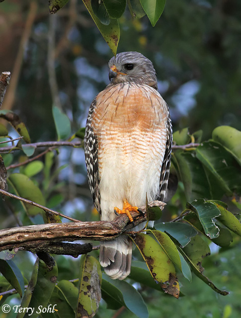 Red-shouldered Hawk - Buteo lineatus