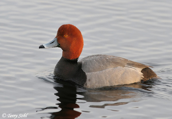 Redhead - Aythya americana