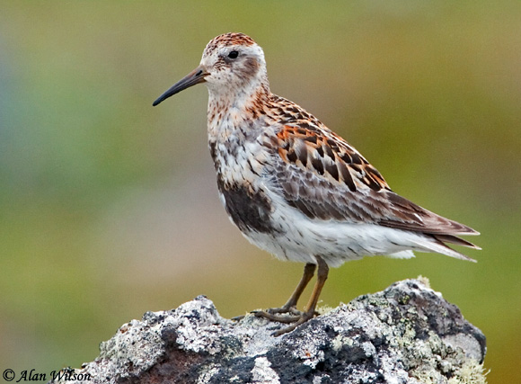 Rock Sandpiper - Calidris ptilocnemis