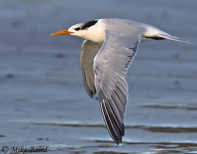 Royal Tern - Thalasseus maximus