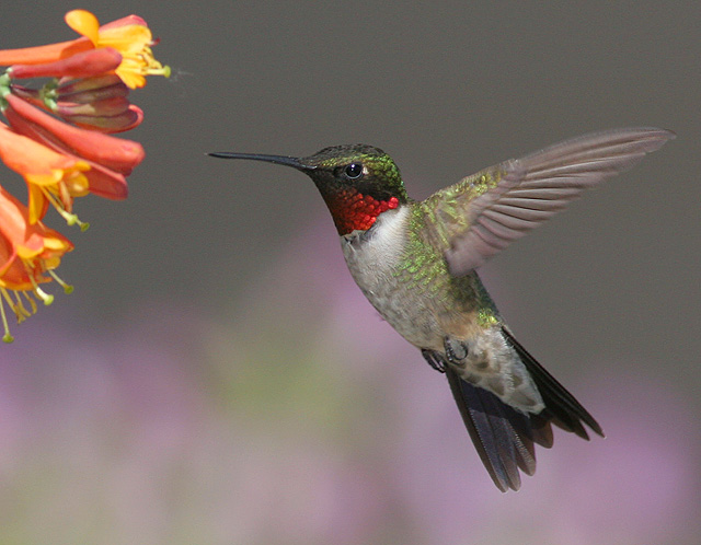 Ruby-throated Hummingbird - Archilochus colubris