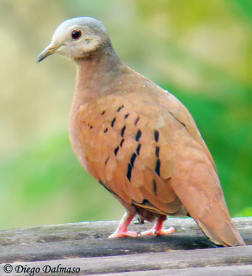 Ruddy Ground-Dove - Columbina talpacoti