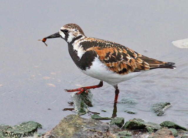 Ruddy Turnstone - Arenaria interpres