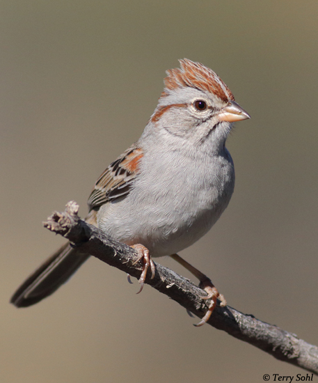 Rufous-winged Sparrow - Peucaea carpalis