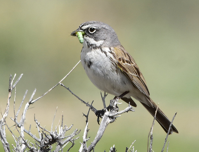 Sagebrush Sparrow - Artemisiospiza nevadensis