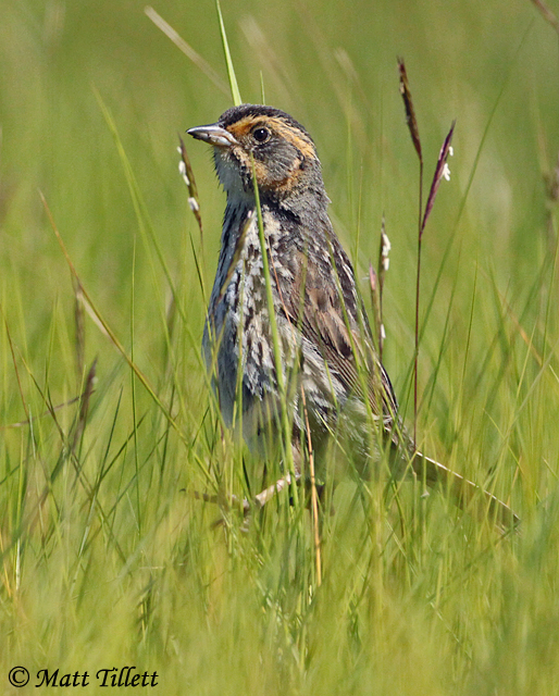 Saltmarsh Sparrow - Ammospiza caudacuta