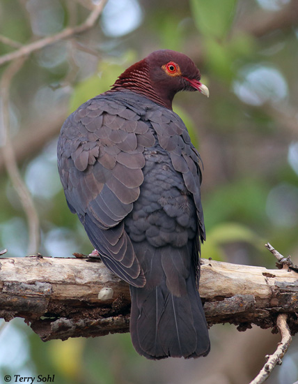 Scaly-naped Pigeon - Patagioenas squamosa