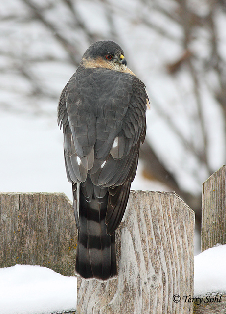 Sharp-shinned Hawk - Accipiter striatus