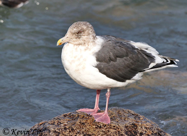 Slaty-backed Gull - Larus schistisagus