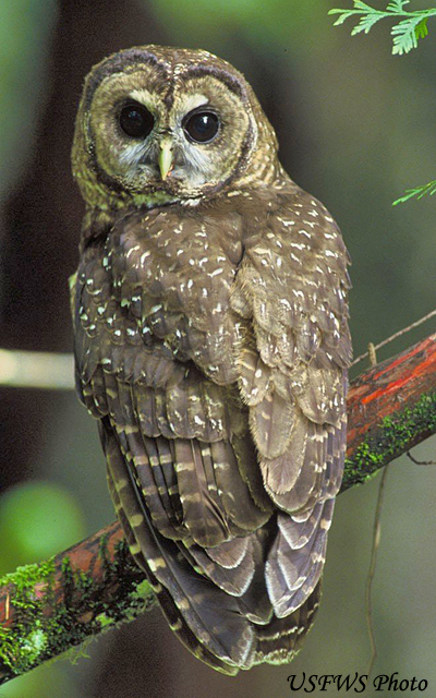 Spotted Owl -  Strix occidentalis