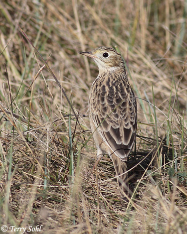 Sprague's Pipit - Anthus spragueii