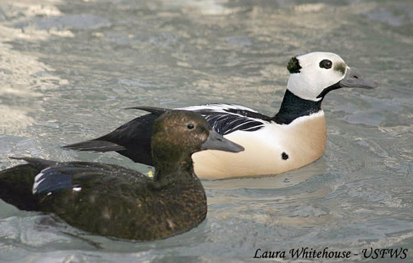 Steller's Eider - Polysticta stelleri