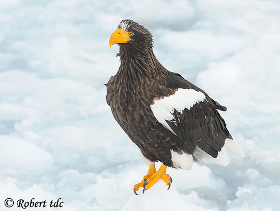 Steller's Sea-Eagle - Haliaeetus pelagicus