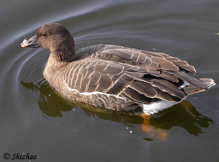 Taiga Bean Goose - Anser fabalis