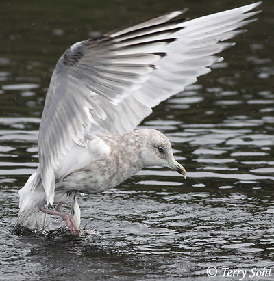 Thayer's Gull - Larus glaucoides thayeri