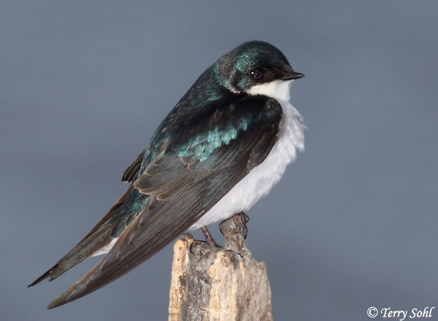 Tree Swallow - Tachycineta bicolor