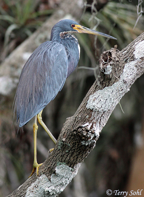 Tricolored Heron - Egretta tricolor