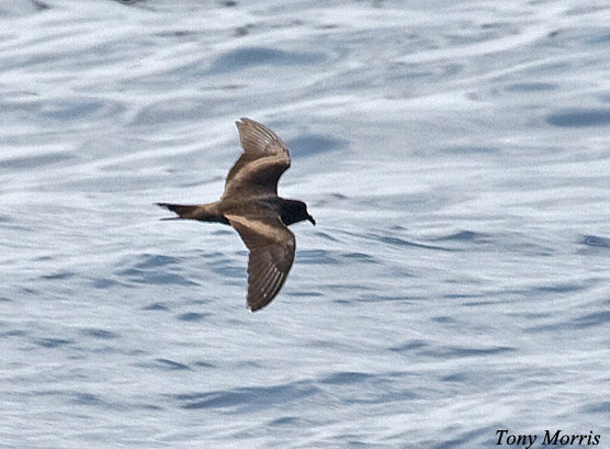 Tristram's Storm-Petrel - Oceanodroma tristrami