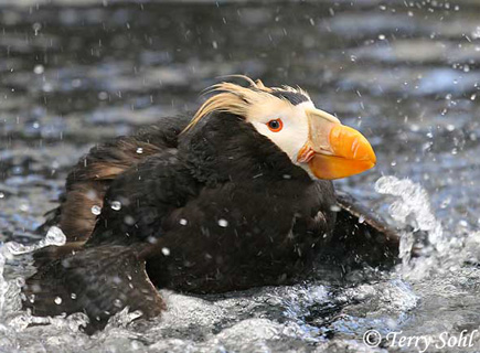 Tufted Puffin - Fratercula cirrhata