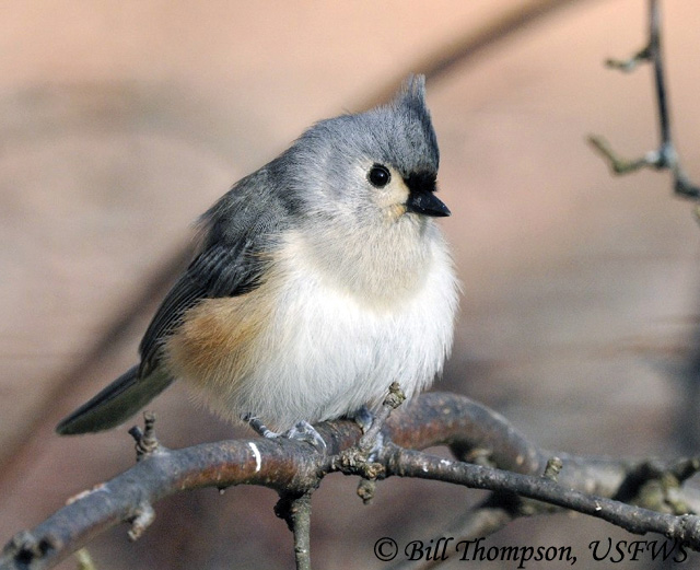 Tufted Titmouse - Baeolophus bicolor