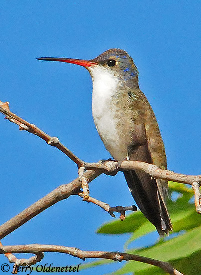 Violet-crowned Hummingbird - Amazilia violiceps