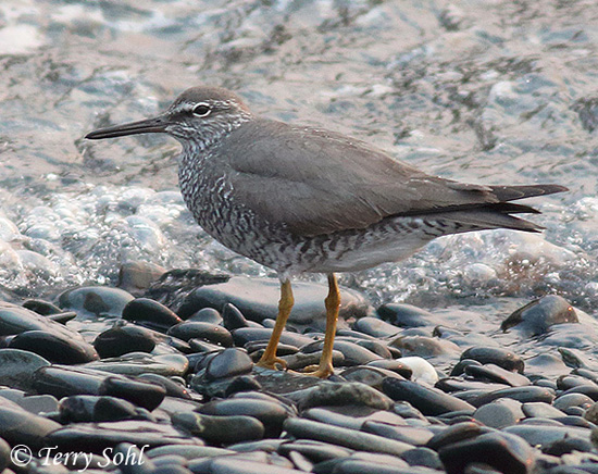 Wandering Tattler - Tringa incana