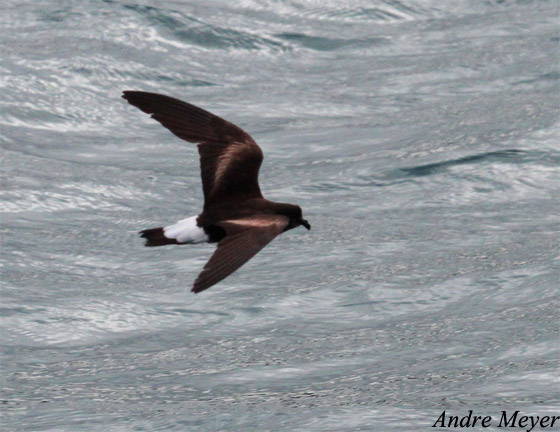 Wedge-rumped Storm-petrel - Halocyptena tethys