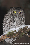 Western Screech Owl - Megascops kennicottii