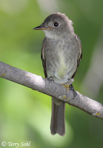 Western Wood-pewee - Contopus sordidulus