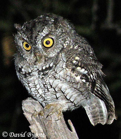 Whiskered Screech-Owl - Megascops trichopsis