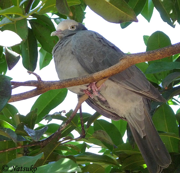 White-crowned Pigeon - Patagioenas leucocephala