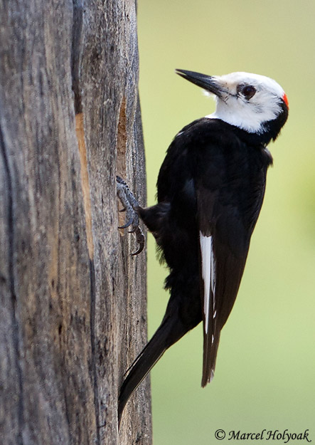 White-headed Woodpecker - Dryobates albolarvatus 
