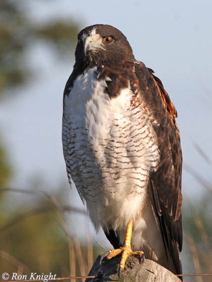 White-tailed Hawk - Geranoaetus albicaudatus